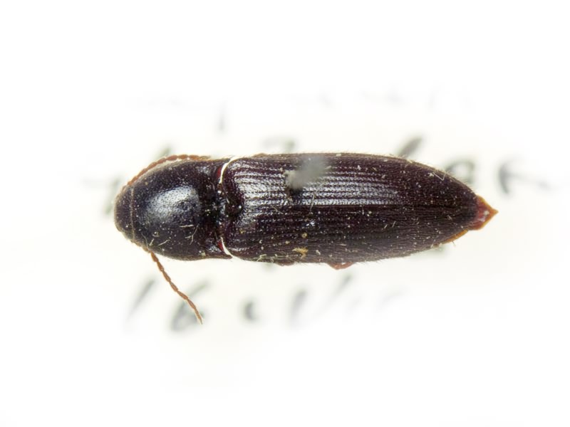 Ampedus (Ampedus) nigrinus (Herbst, 1784)